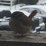 Carolina Wren