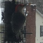 Red-Bellied Woodpecker