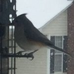 Tufted Titmouse